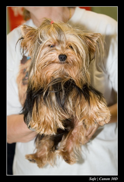 Sep 06 - Salon des animaux de compagnies - 59